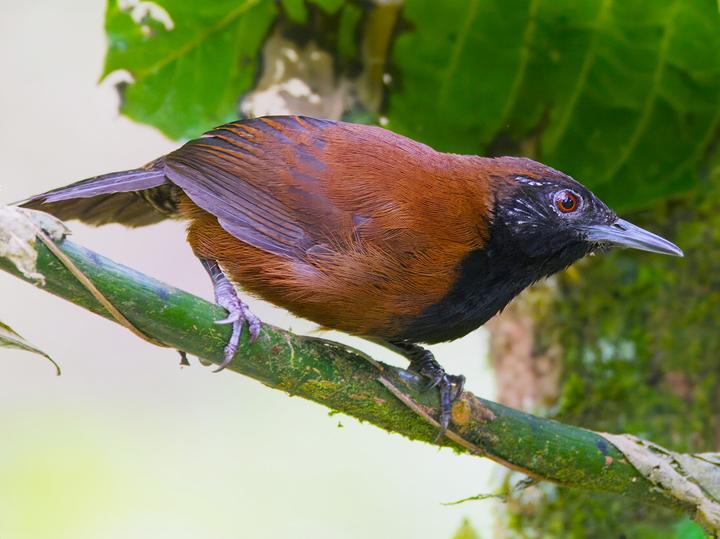 Black-throated Wren