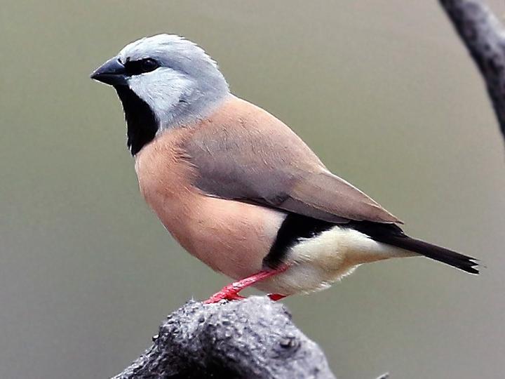 Black-throated Finch