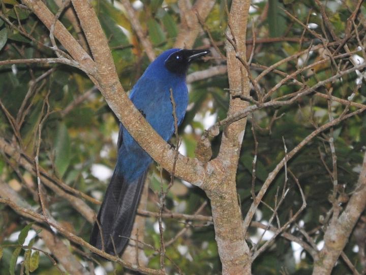 Black-throated Jay