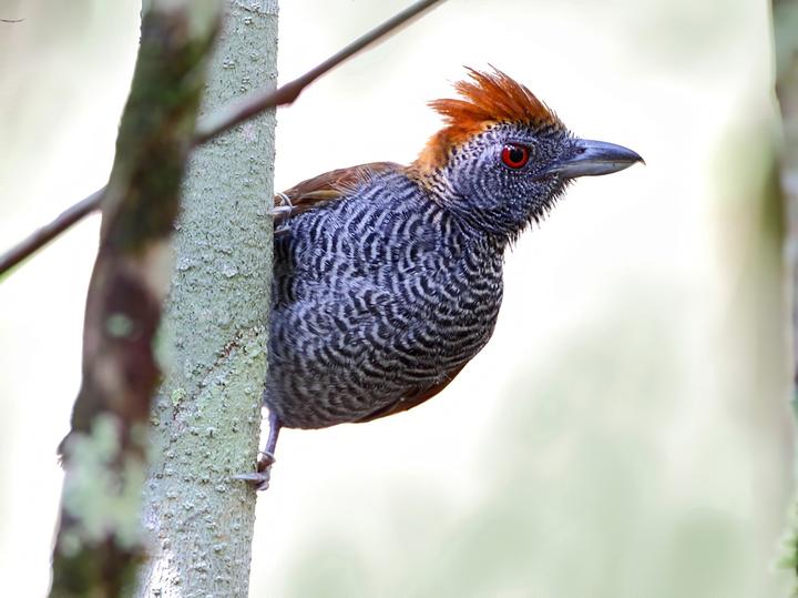 Black-throated Antshrike