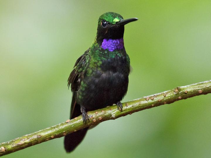 Black-throated Brilliant