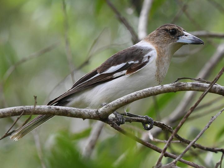 Pied Butcherbird