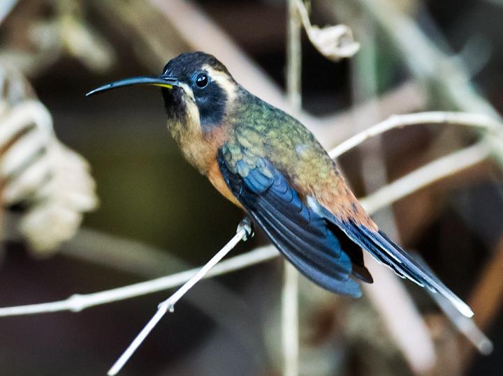 Black-throated Hermit