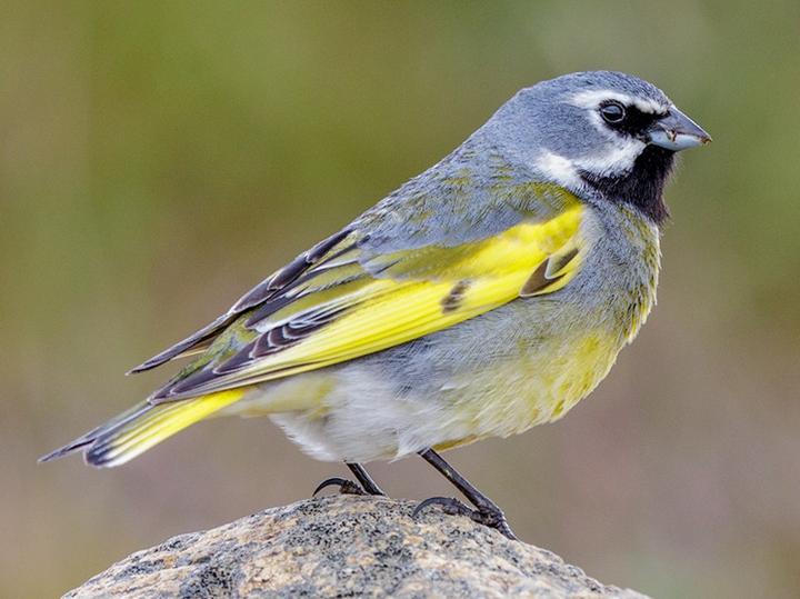 White-bridled Finch