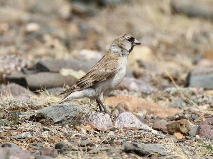 Pere David's Snowfinch