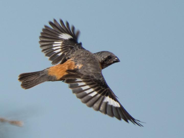 Dark-throated Seedeater