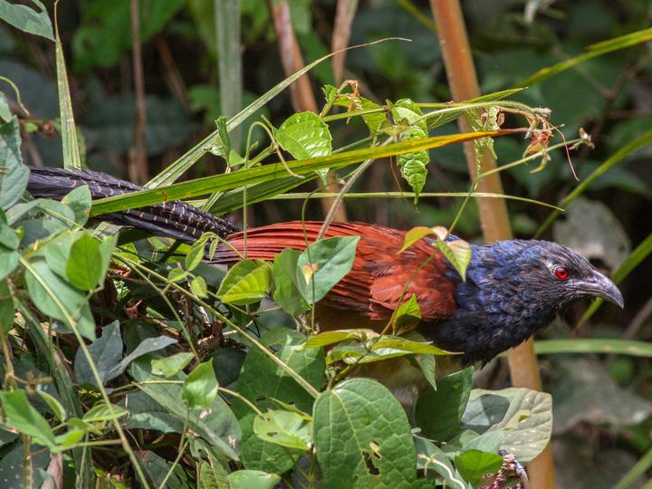 Black-throated Coucal