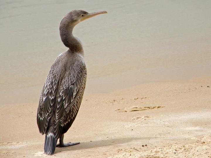 Socotra Cormorant