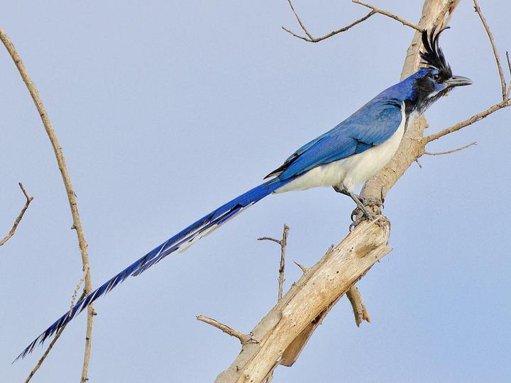 Black-throated Magpie-Jay