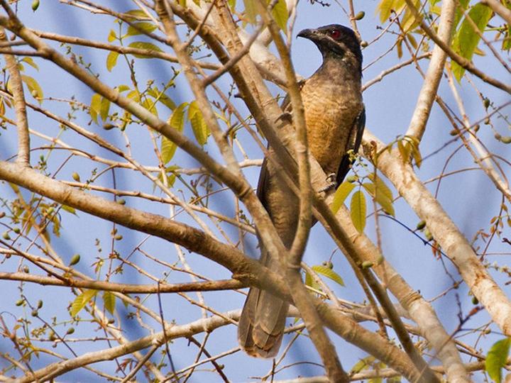 Black-billed Koel