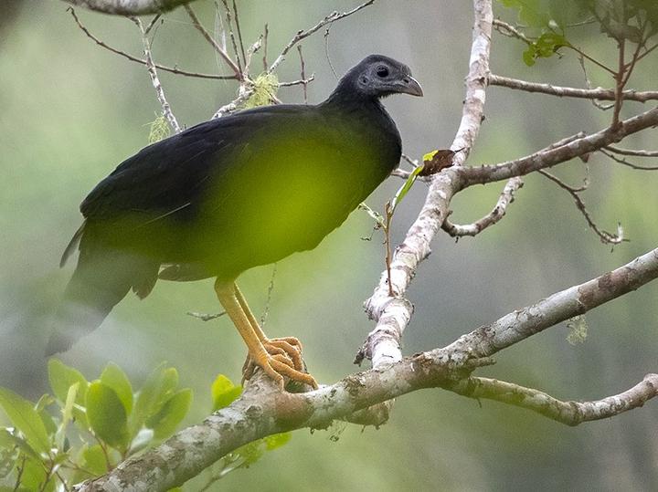 Black-billed Brushturkey