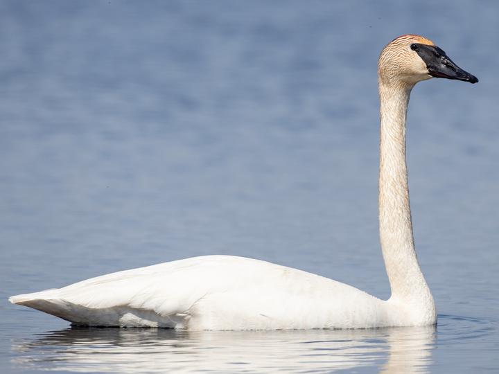 Trumpeter Swan