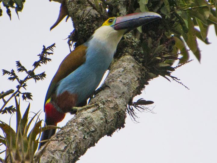 Black-billed Mountain Toucan