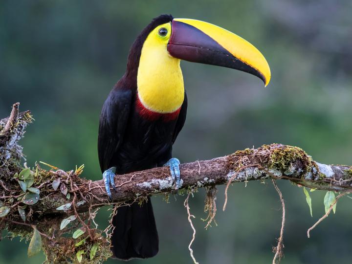 Yellow-throated Toucan