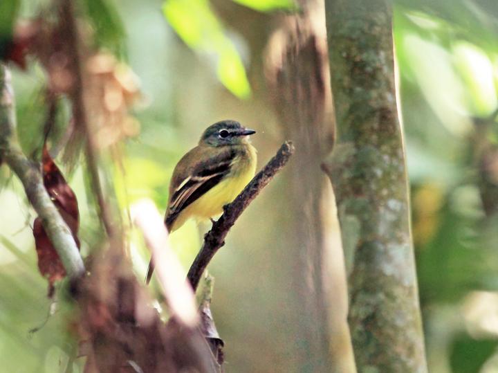 Black-billed Flycatcher