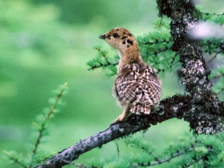 Black-billed Capercaillie