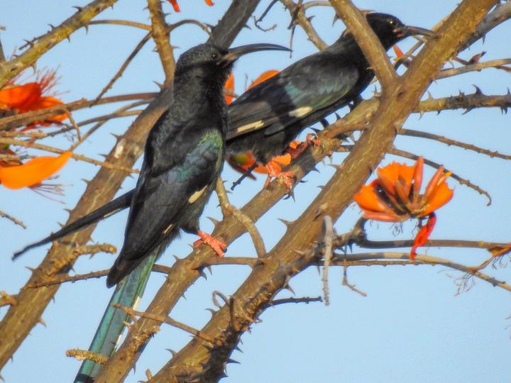 Black-billed Wood Hoopoe