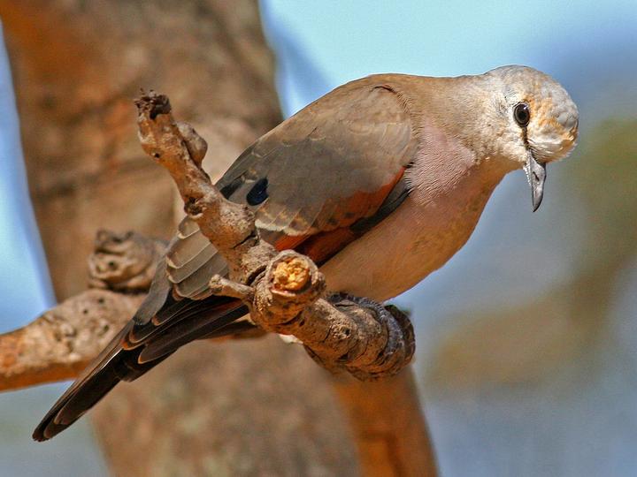 Black-billed Wood Dove