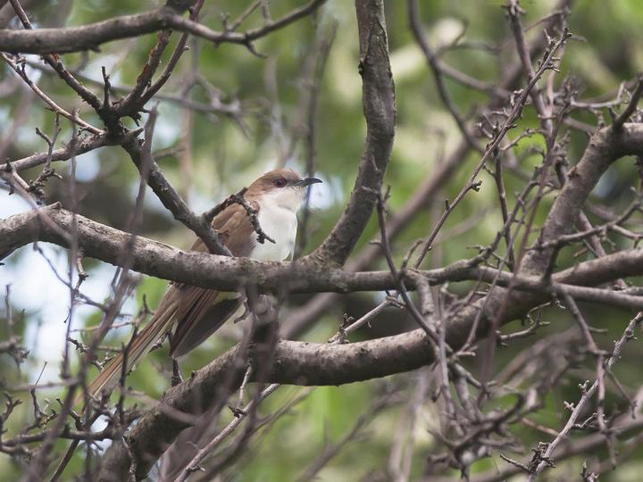 Black-billed Cuckoo