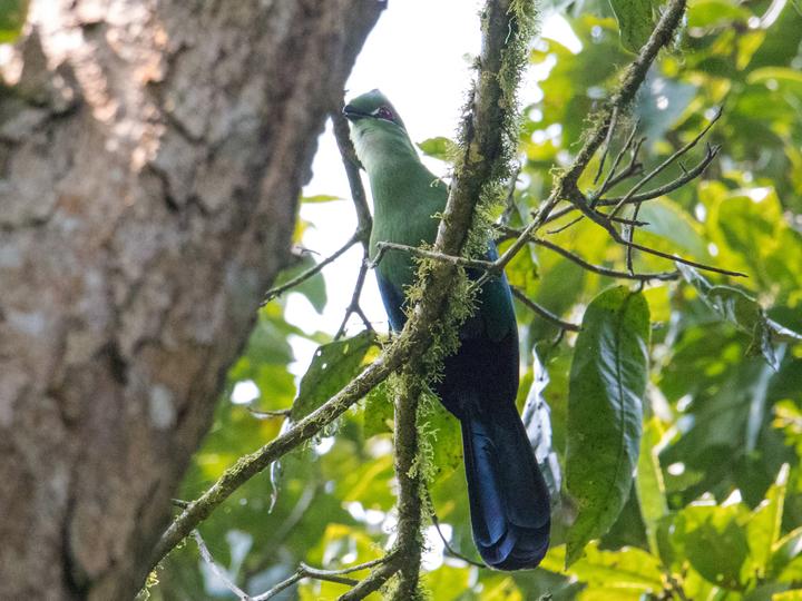 Black-billed Turaco