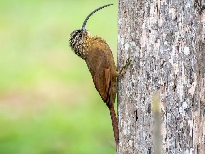 Black-billed Scythebill