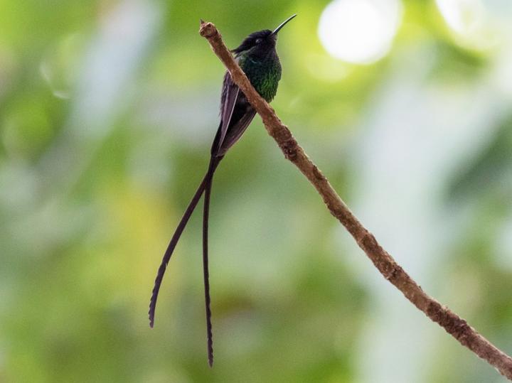 Black-billed Streamertail