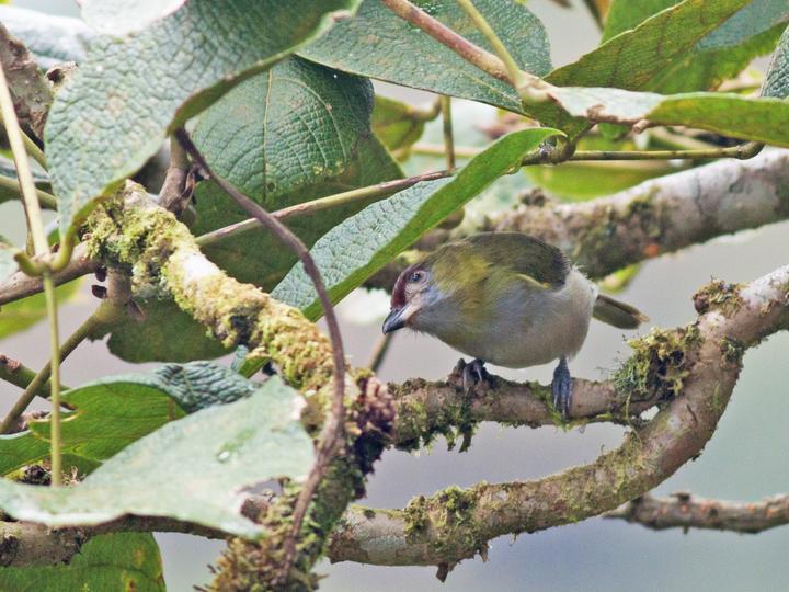 Black-billed Peppershrike
