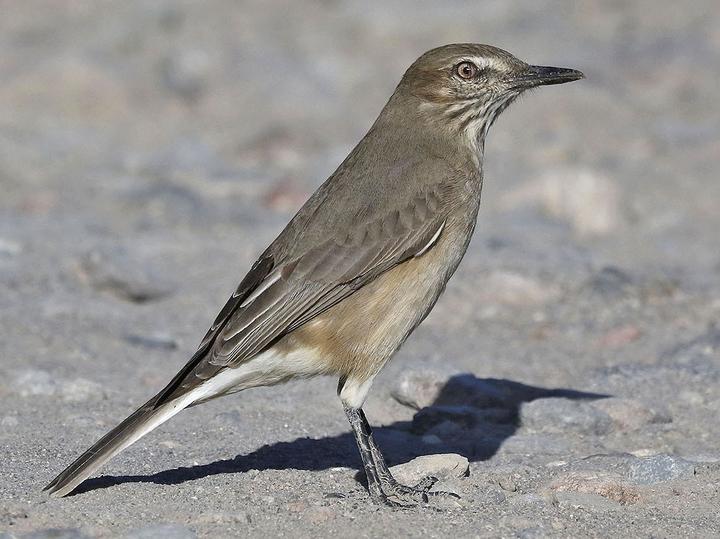 Black-billed Shrike-Tyrant