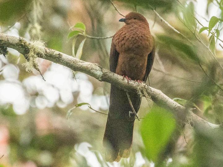 Bar-tailed Cuckoo-Dove