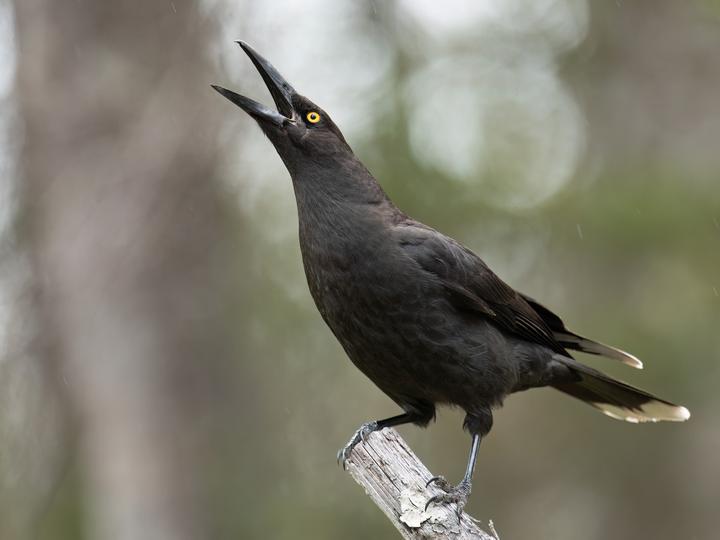 Black Currawong