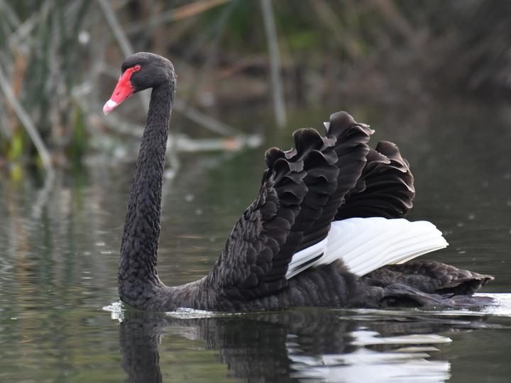 Black Swan