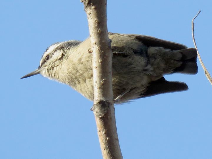 Chinese Nuthatch