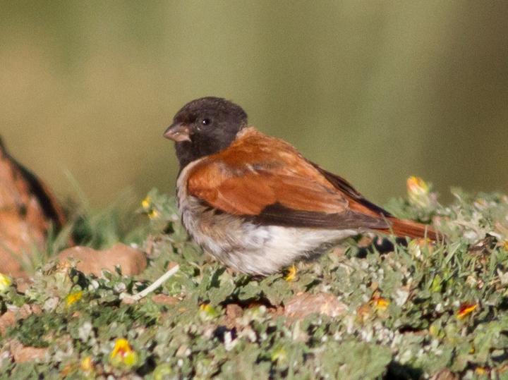 Black-headed Canary