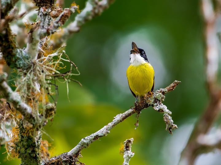 Black-headed Tody-Flycatcher