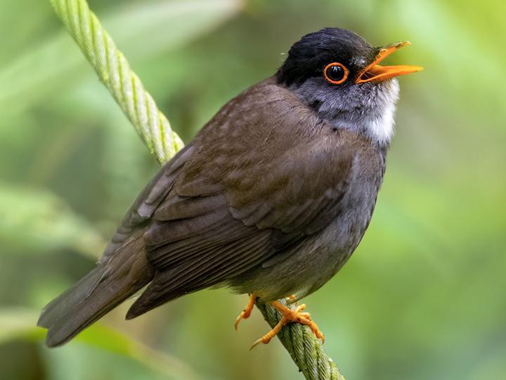 Black-headed Nightingale-Thrush