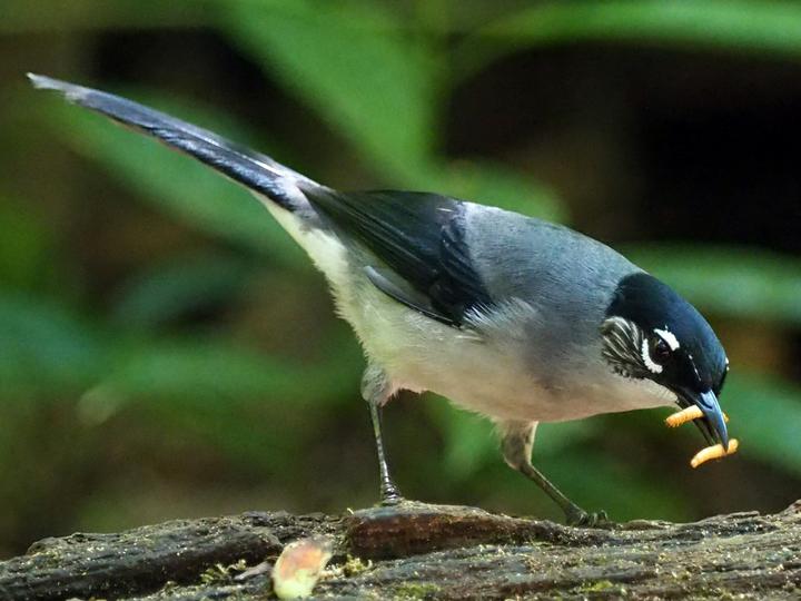 Black-headed Sibia