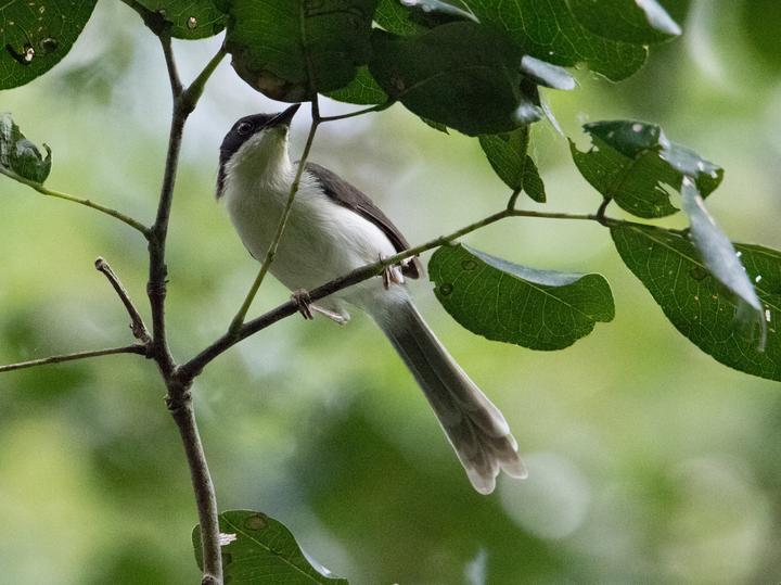 Black-headed Apalis