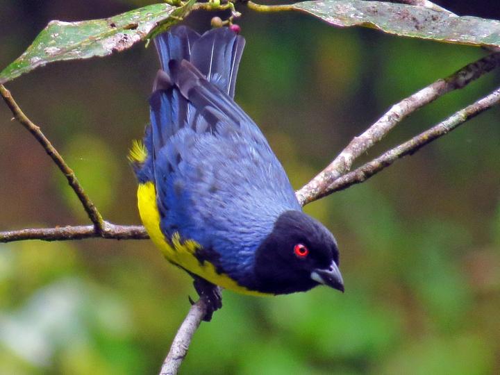 Hooded Mountain Tanager