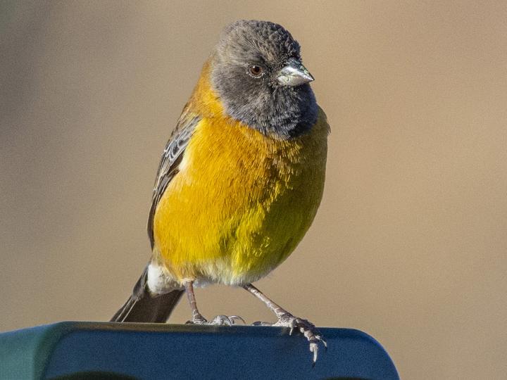 Black-hooded Sierra Finch