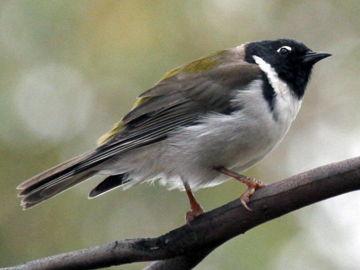 Black-headed Honeyeater