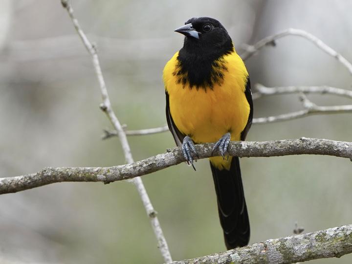 Audubon's Oriole