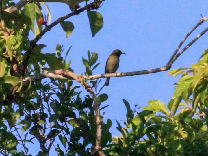 Black-headed Myzomela
