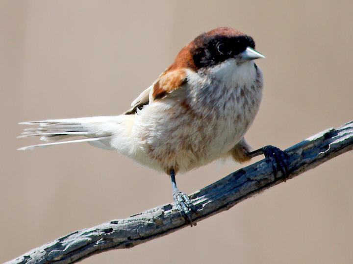 Black-headed Penduline Tit