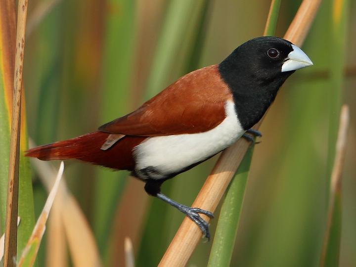 Tricolored Munia