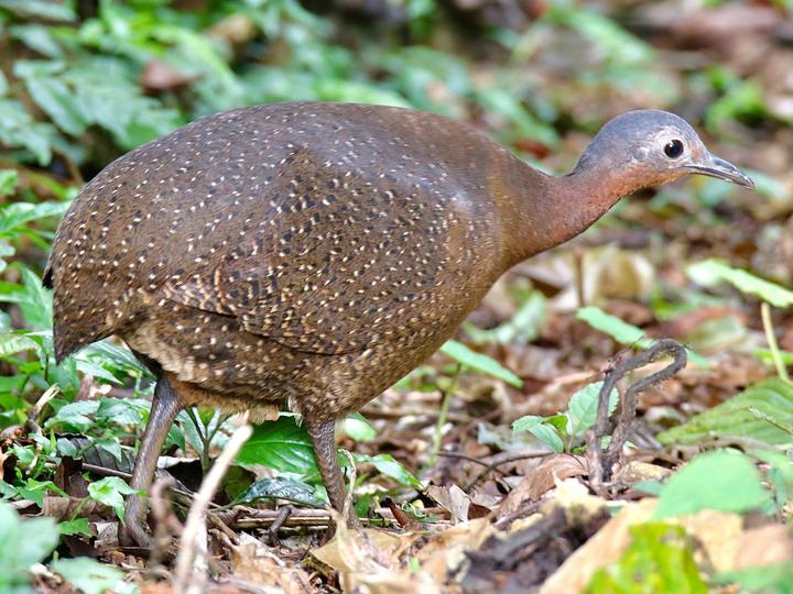Highland Tinamou