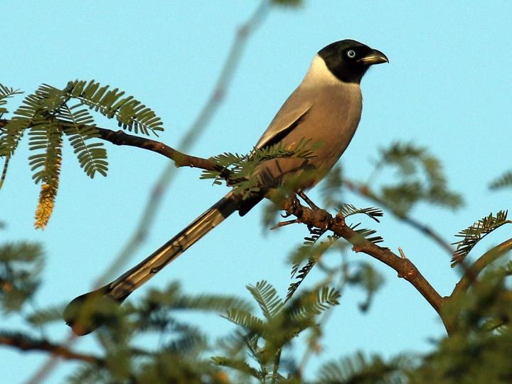 Hooded Treepie
