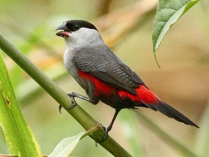 Black-headed Waxbill