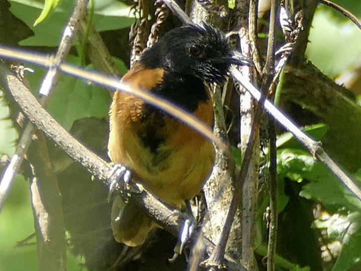 Black-headed Rufous Warbler