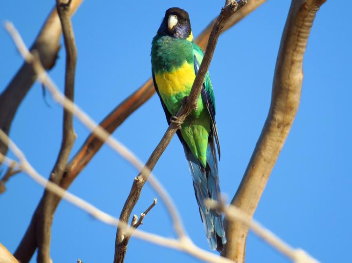 Australian Ringneck