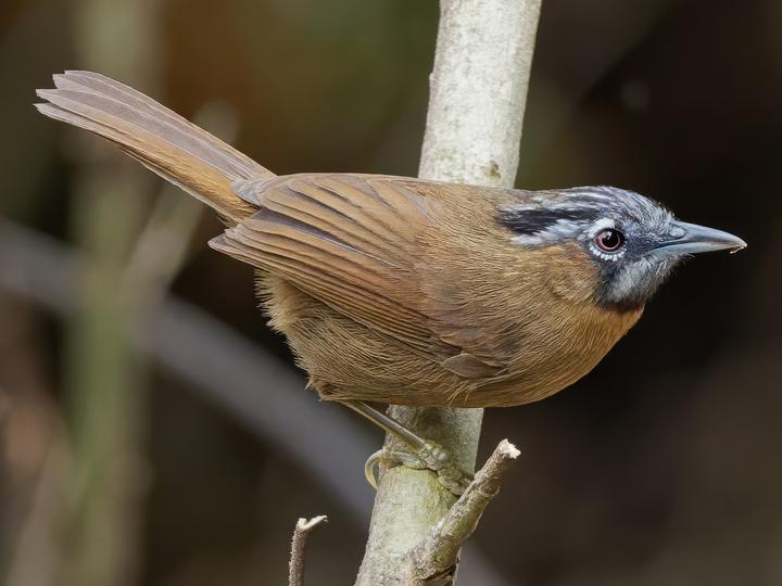 Grey-throated Babbler